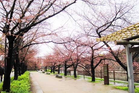 日本-大阪城公园1