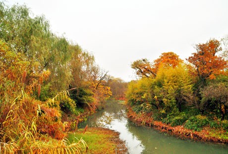 杭州-西溪湿地6