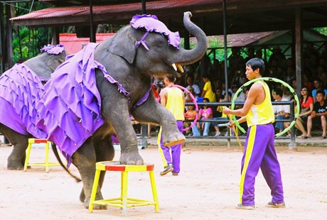 泰国-大象1