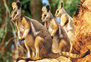 澳大利亚悉尼野生动物园.jpg