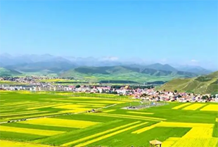 青海门源油菜花