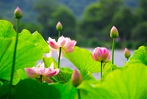 【梦幻苏杭】苏州+杭州+上海纯玩品质四日游