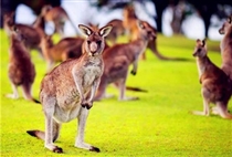 【全景大洋洲】澳大利亚 新西兰南北岛16日游