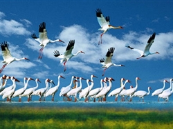 南昌到吴城看鸟1日游