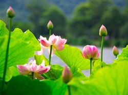 【梦幻苏杭】苏州+杭州+上海纯玩品质四日游