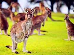 【全景大洋洲】澳大利亚 新西兰南北岛16日游