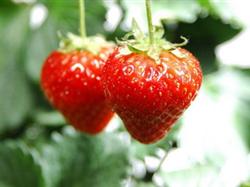 南昌到庐山秀峰、三叠泉、白鹿洞一日游